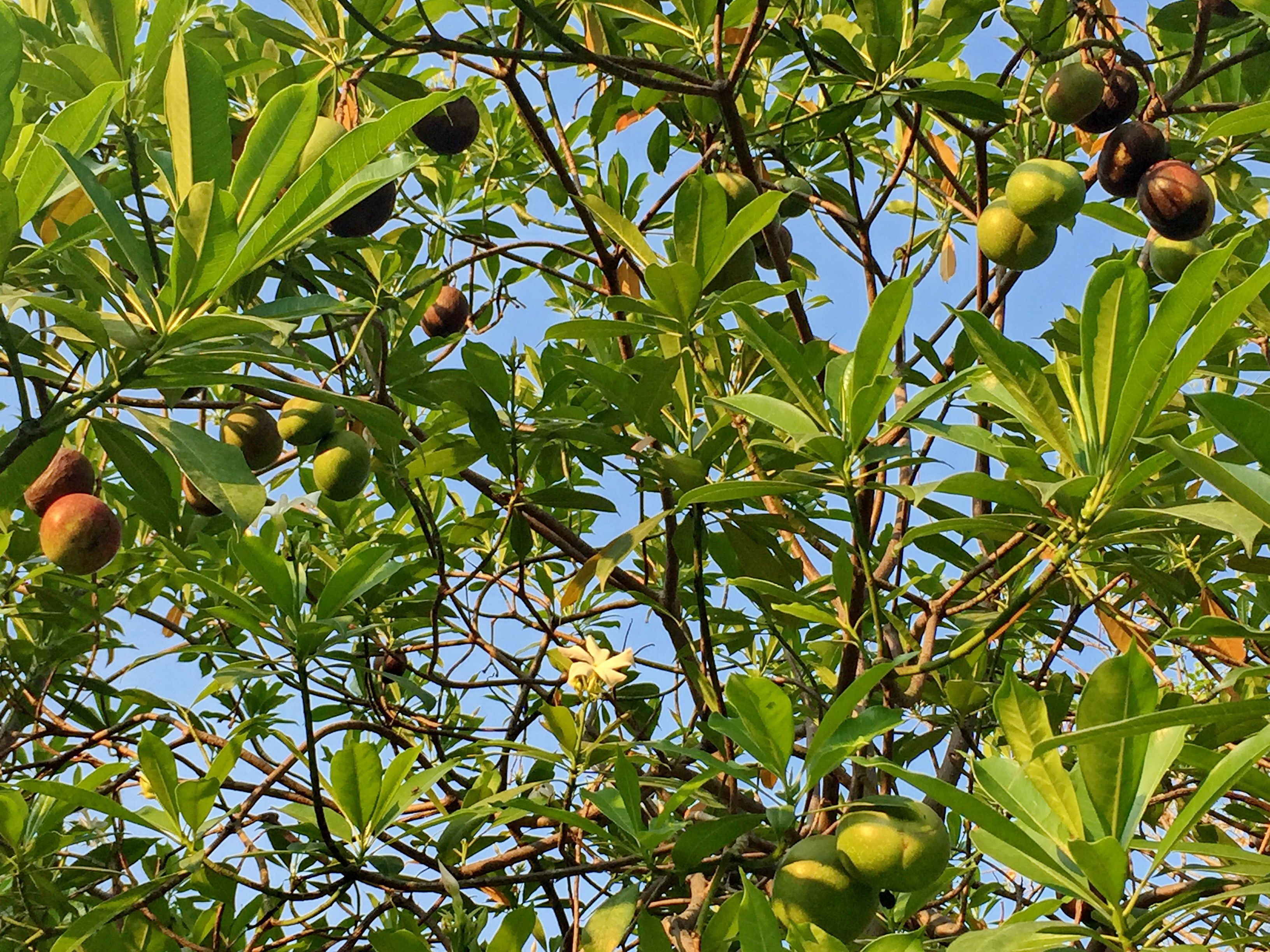 Kalimantan дерево с плодами